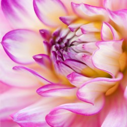 dahlia veracruz