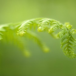 fern