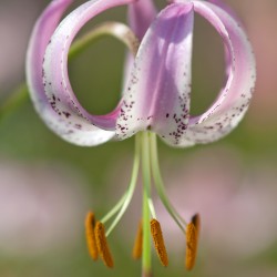 lilium lankongense
