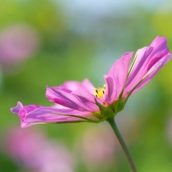 pink cosmos
