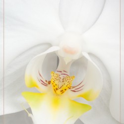 white orchid