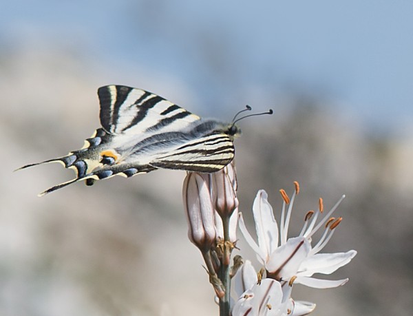 scarce swallowtail on asphodel