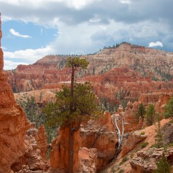 bryce 39