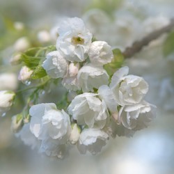 cherry blossom