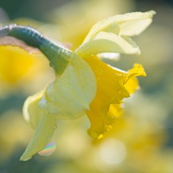 daffodil with raindrops