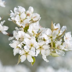 pyrus pyrifolia 2