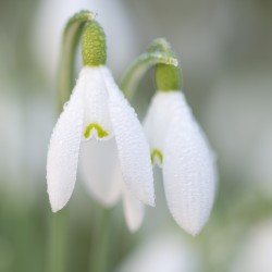 snowdrops and water droplets