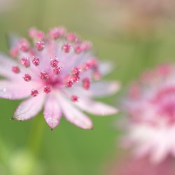 astrantia with water droplets