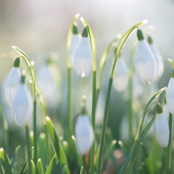 snowdrops 10