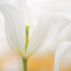 tulipa White Star