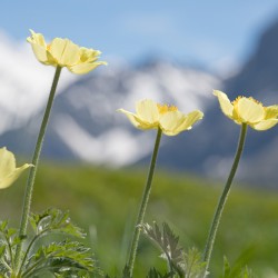 yellow pasque flowers against mountain backdrop