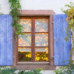 window reflecting tree, alsace