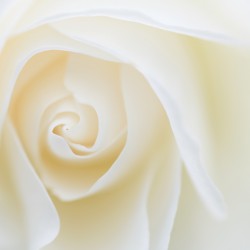 white rose
